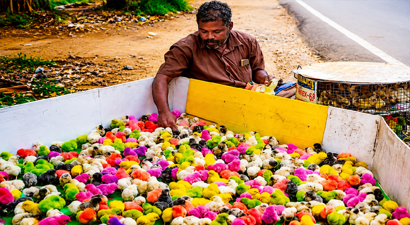 മുഹമ്മയിലെ വഴിയോരത്ത് പൂക്കളല്ല, വർണച്ചിറകുകളുമായി കോഴിക്കുഞ്ഞുങ്ങൾ; കൗതുകമായി വഴിയോര വ്യാപാരം